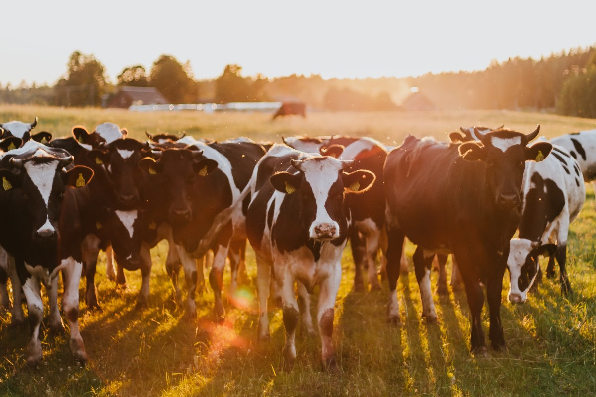 Veterinary Feed